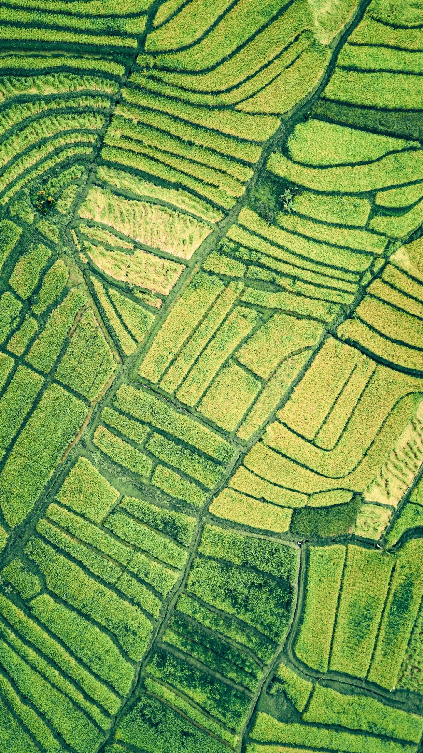 Advanced Applications of Regression in Ecosystems